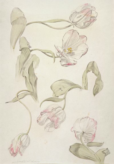 Tulips by Albert Williams
